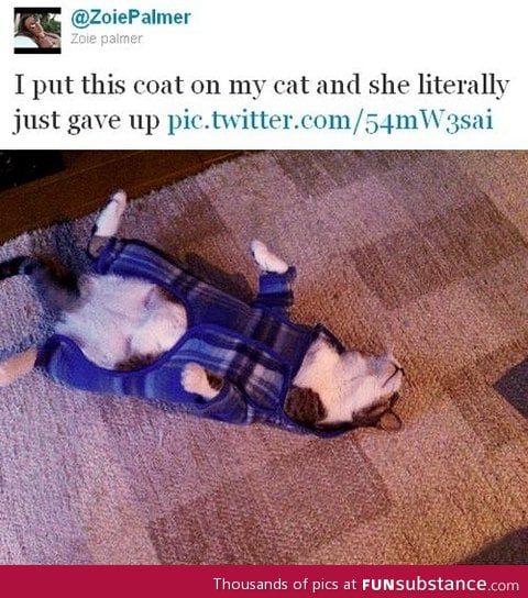 Cat gives up!
