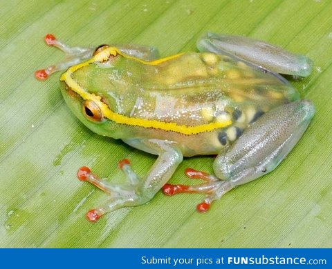 A transparent pregnant frog