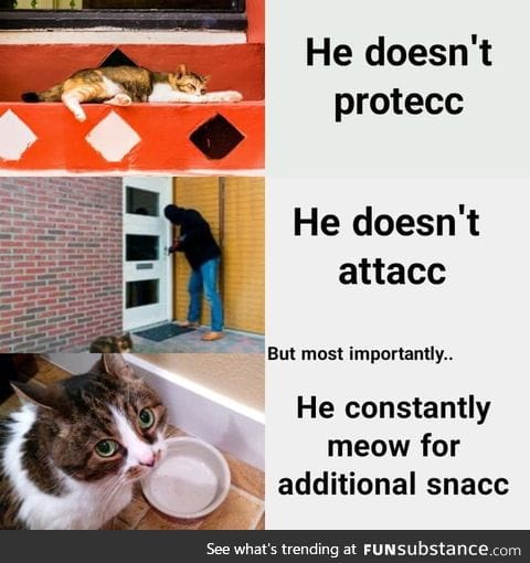 Give more snac meow