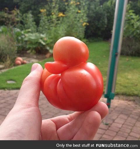 Rubberduck tomato