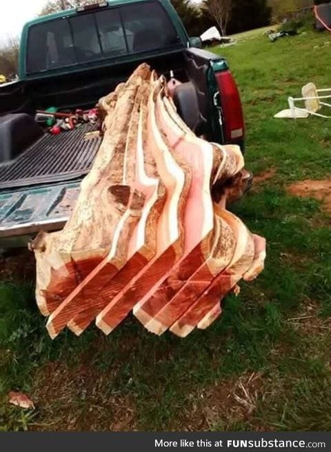 Tree that looks like bacon