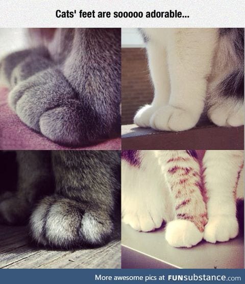 Cat's Feet