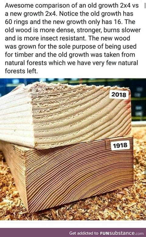 See the difference in growth rate between new and old trees