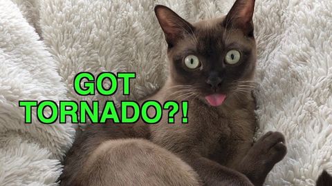 This cats reaction to a tornado siren