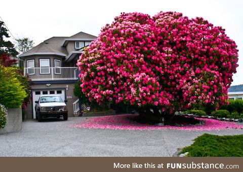 125+ year old rhododendron “tree” in canada