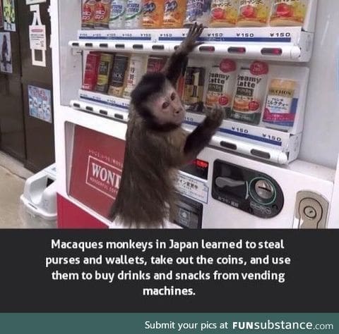 Clever monkey