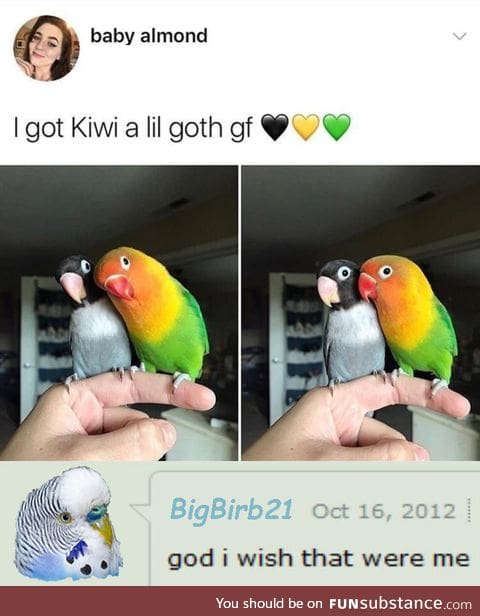 Have some birb