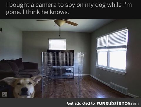Spying on the dog