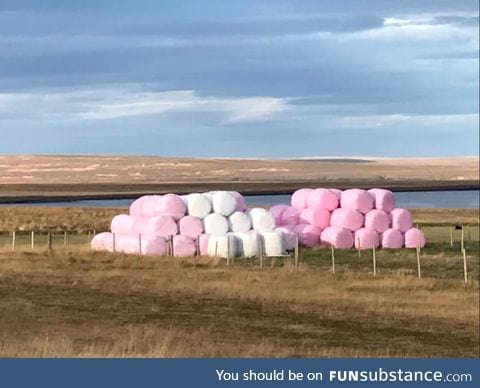 This is the time of year when the marshmallows are harvested in Iceland