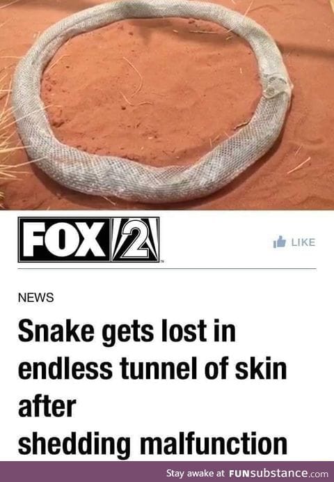 Snake lost in itself