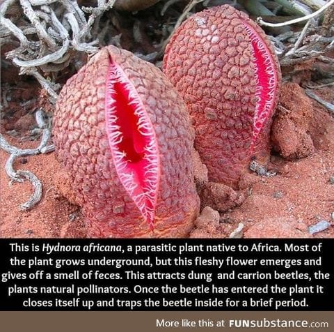 Hydnora africana