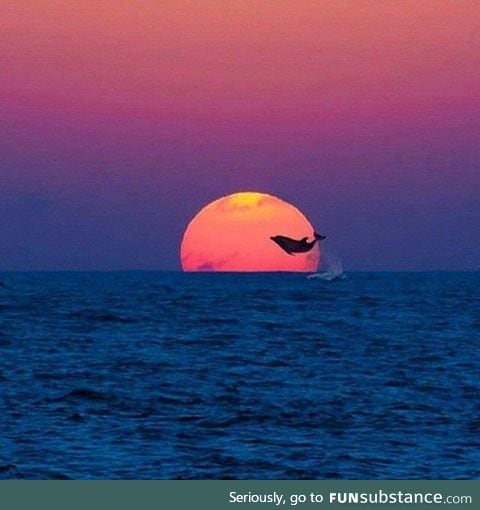 Dolphin Jumping into The Sun. So Beautiful