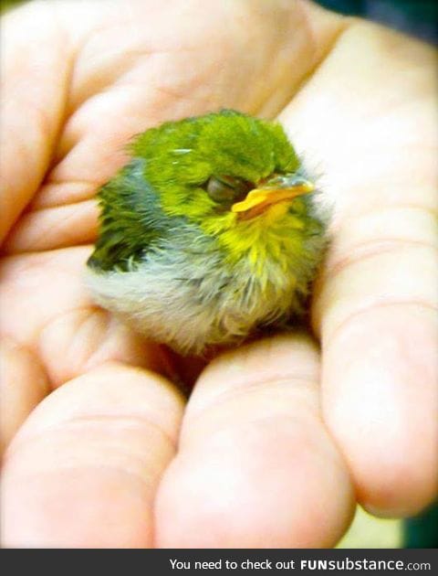 The Japanese White-eye (Zosterops japonicus), also known as the mejiro bird