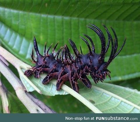 This bad*ss caterpillar of the Citheronia moth