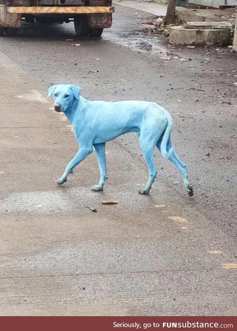Blue dogs spotted in India thought by locals to be an incarnation of Shiva