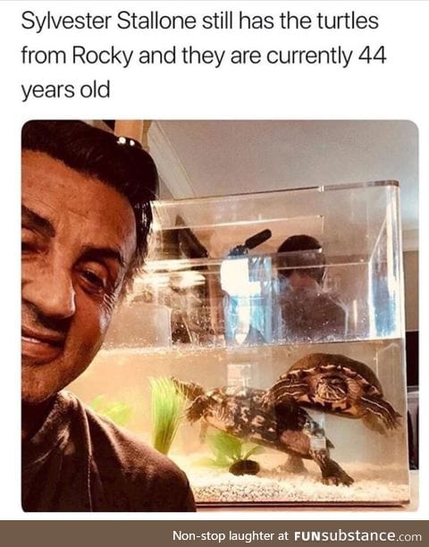 The original turtles