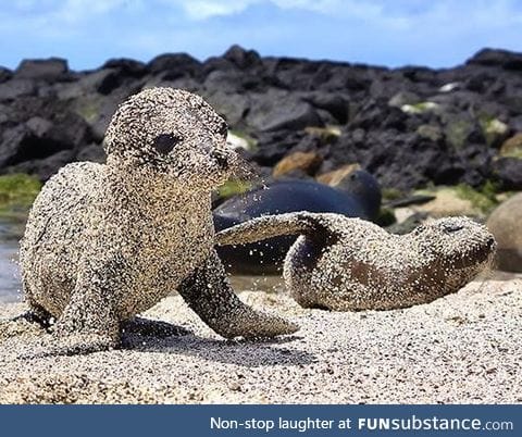 Sea Lion pups roll in sand to protect themselves from the sun