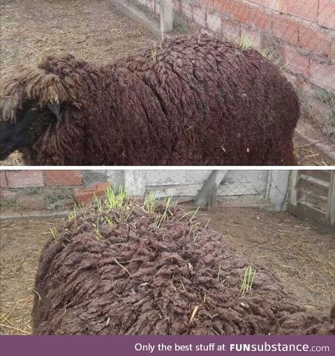 Been raining for weeks and this sheep started growing weed
