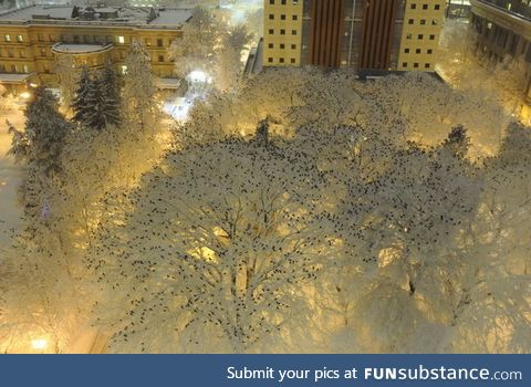 What hundreds of crows roosting in the snow at night looks like