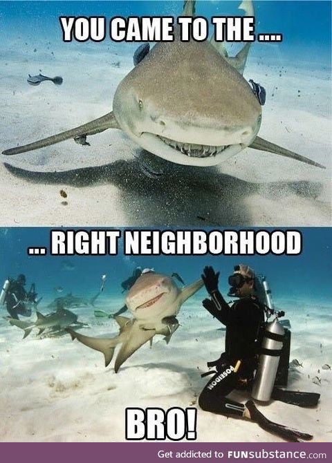 Bro shark