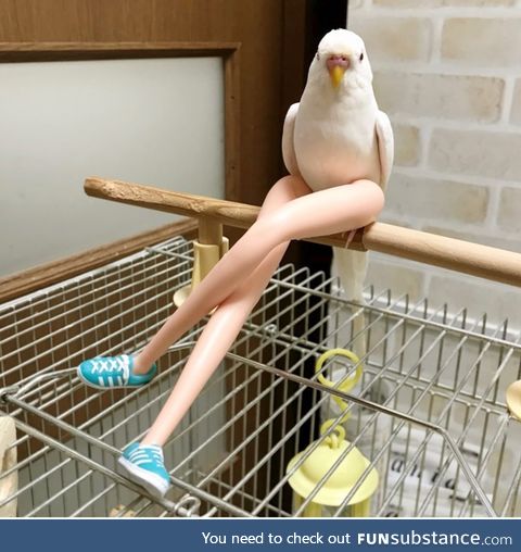 Sexy bird