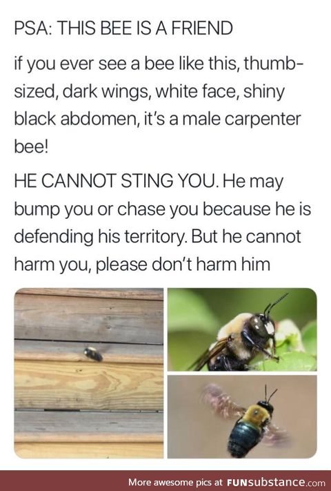 Harmless bee