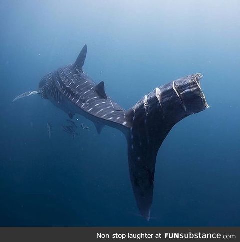This giant whale shark survived a life threatening encounter with large ship propellers