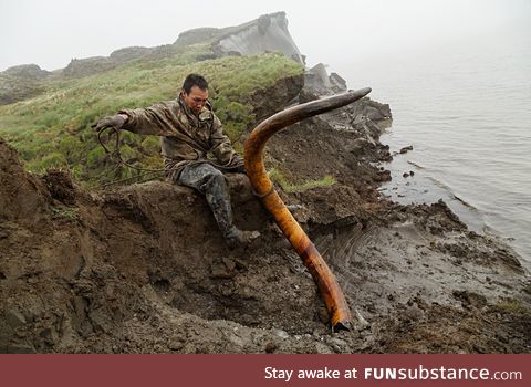 New gold rush: Ivory hunters dig for mammoth tusks in Siberia