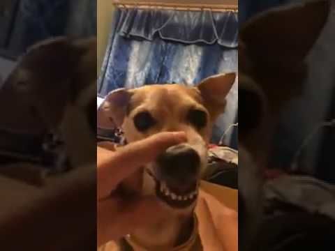 Dog sings la la... Lalalalala