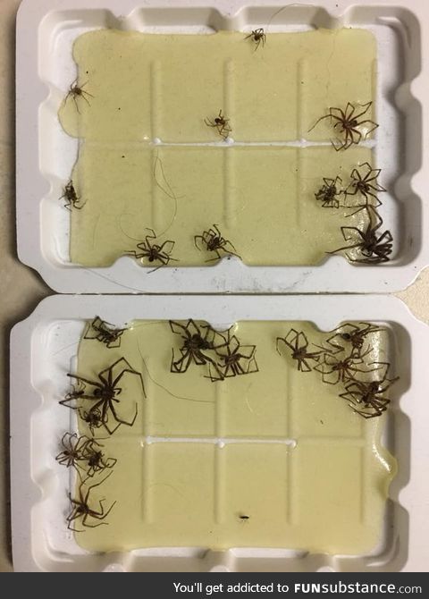 1 night of trapping spiders with glue