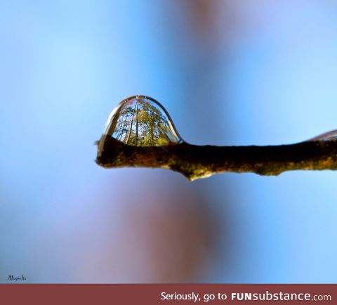 Trees refracted in a water dropplet