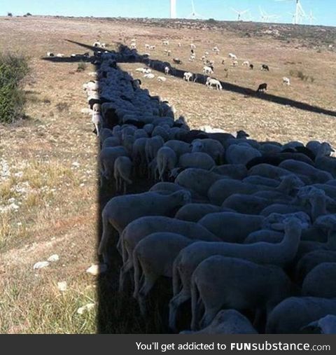 Sheep might be dumb, but they’re not stupid