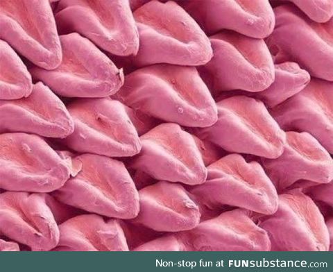 A cat’s tongue under a microscope looks like it’s made of other little tongues