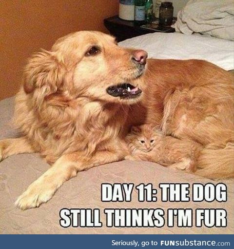 Day 11, the dog still thinks I'm fur
