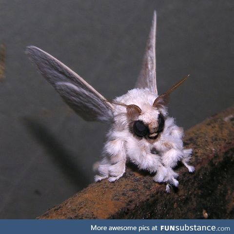 How cool is this creature! Venezuelan Poodle Moth