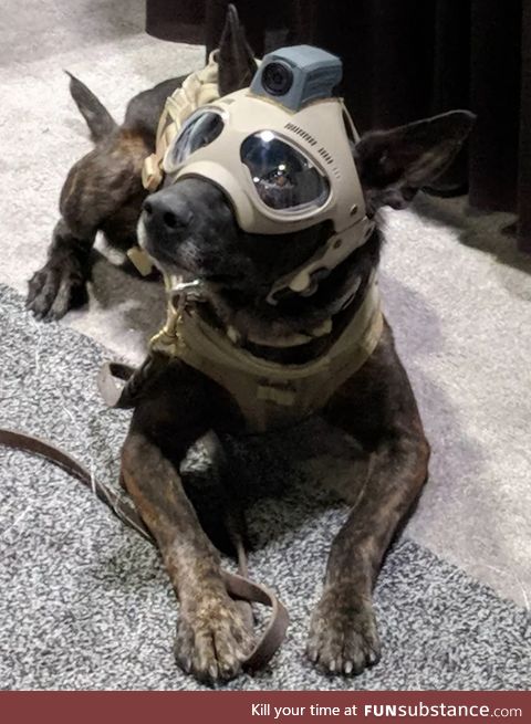 Tactical doggo with helmet cam