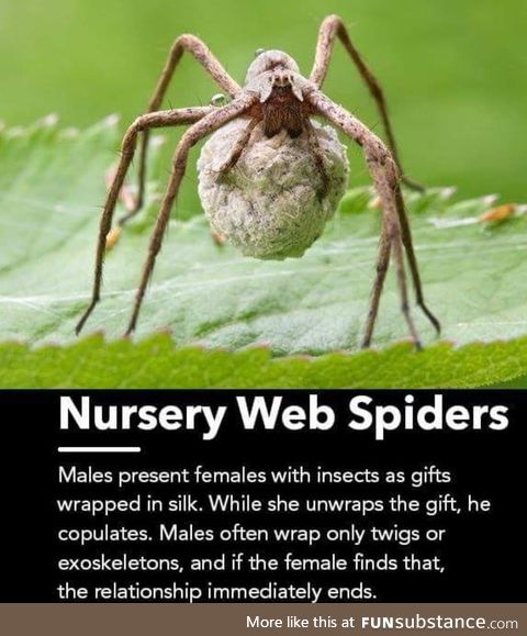 Not every spider is rich ok