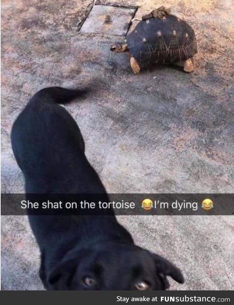 Dog poops on tortoise