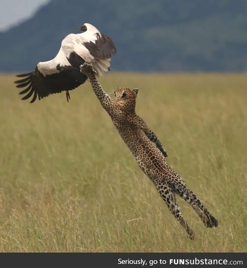 Leopard leaping to snatch a stork out of the air