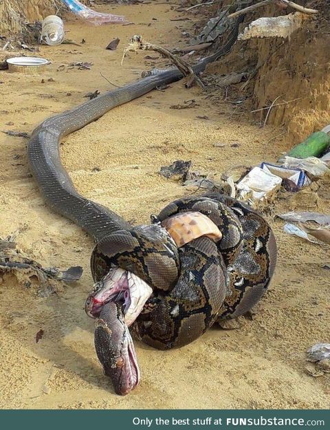 Royal cobra and python fighting. Python dying from the bite of the cobra and cobra dying