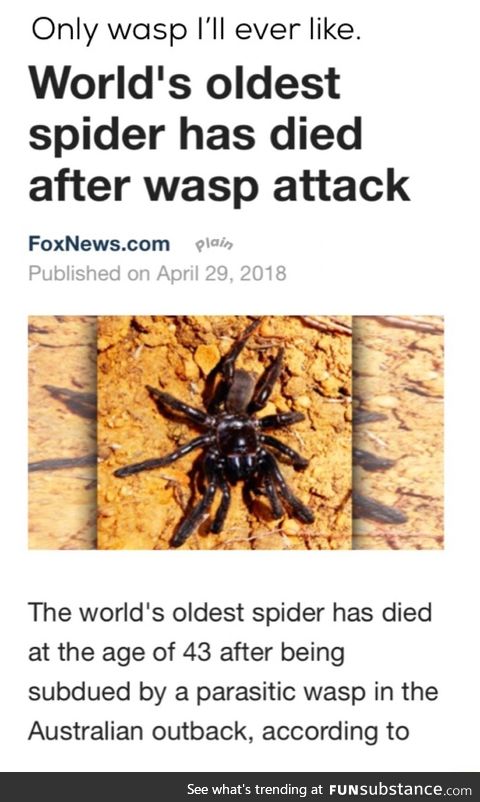 Wasp vs spider