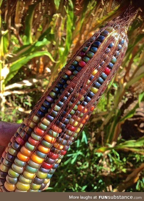 Glass Gem Corn, a Native American variety of corn looks like this
