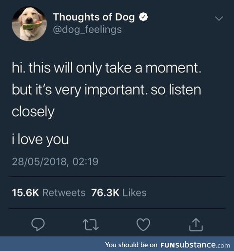 Dogs don't lie