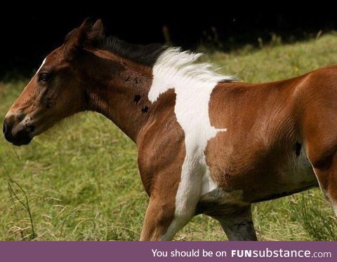 This horse has a horse as its partern