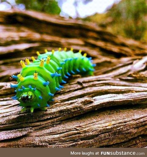 Cecropia Moth Caterpillar taken on Samsung Galaxy S5
