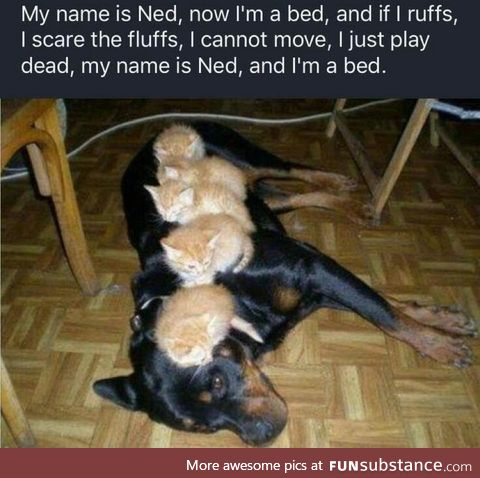 I'm Ned and I'm bed