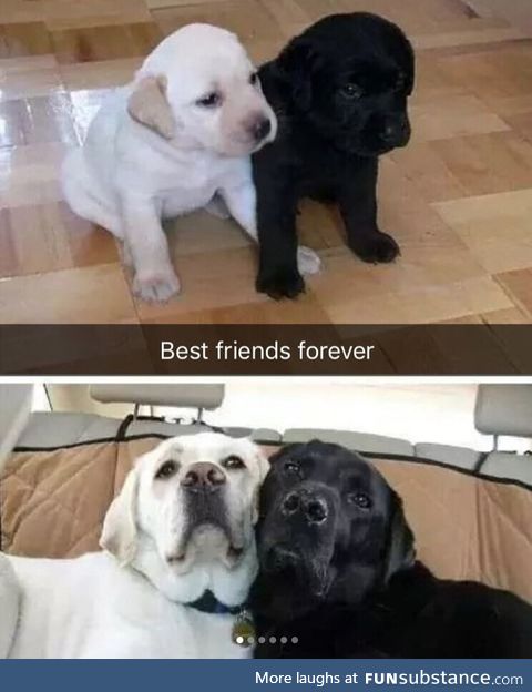 Best friends forever