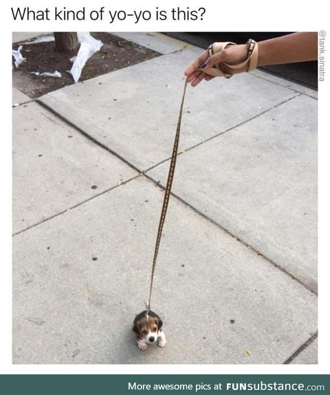 A Pup-yo?