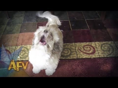 This Dog's Scream sounds exactly like a Person whose Soul is being ripped out [LOUD]