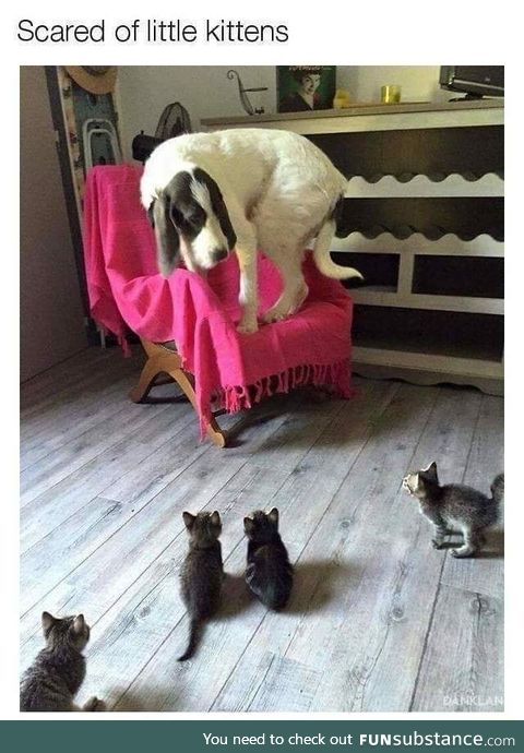 Scared of kittens